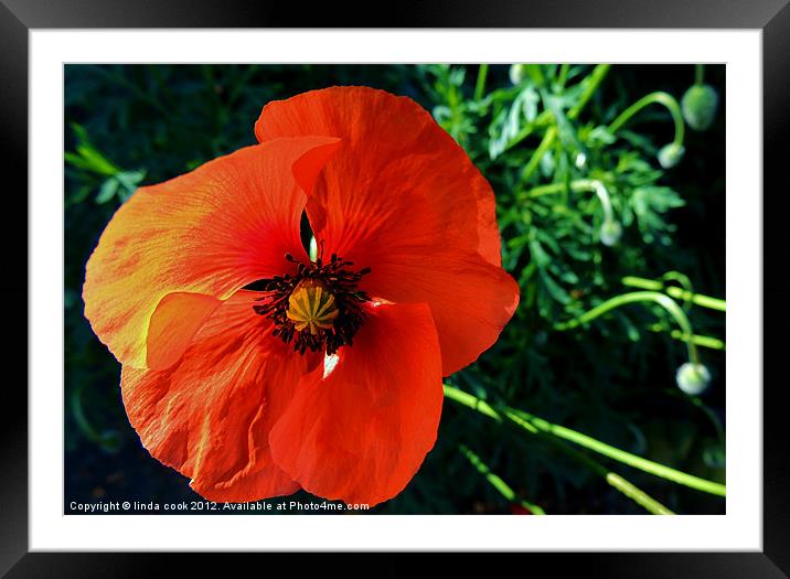 we will remember them Framed Mounted Print by linda cook