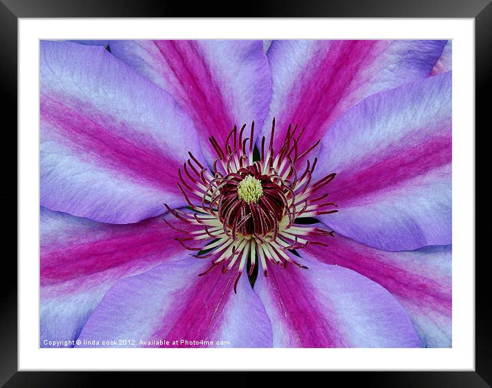 purple haze Framed Mounted Print by linda cook