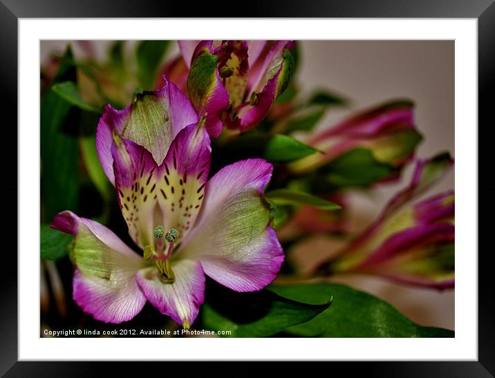 striking lily! Framed Mounted Print by linda cook