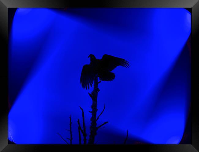 Bird of Prey Silhouette Framed Print by Stephanie Clayton
