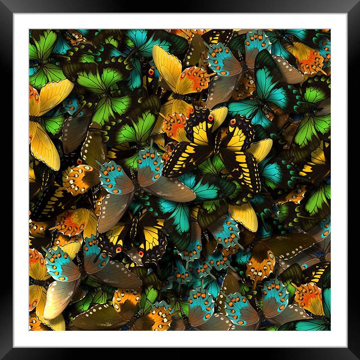 Butterflies Framed Mounted Print by Stephanie Clayton