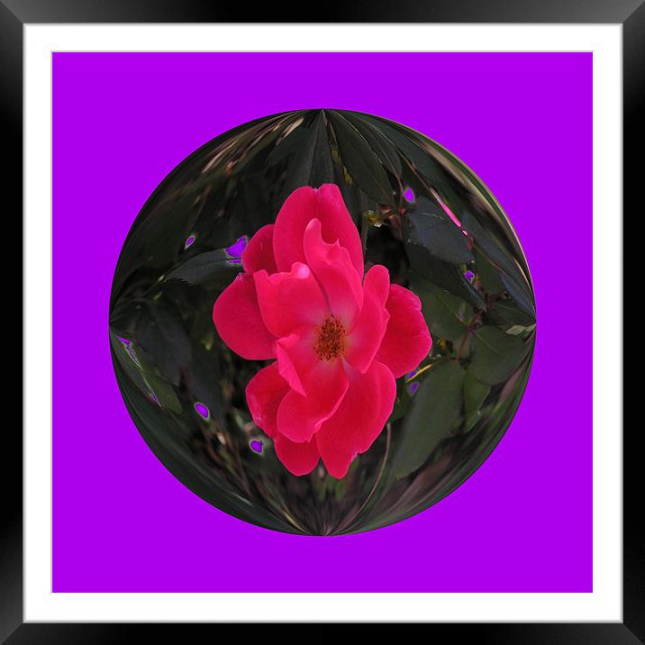 Rose Suspended in Time Framed Mounted Print by Stephanie Clayton