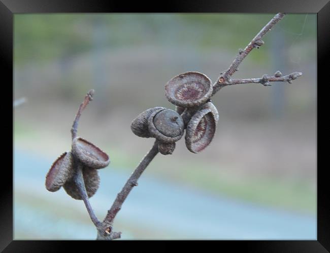 Acorns Framed Print by Stephanie Clayton