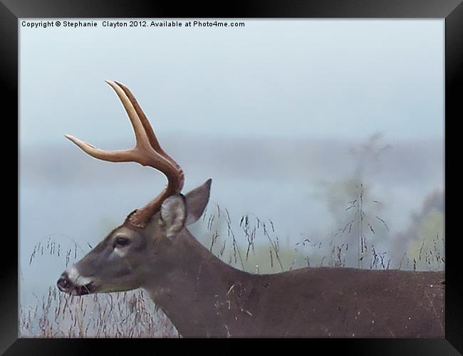 Smokey Mountain Deer Framed Print by Stephanie Clayton