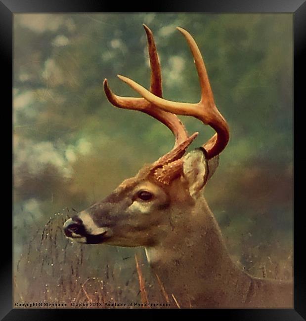 Oh Deer Framed Print by Stephanie Clayton