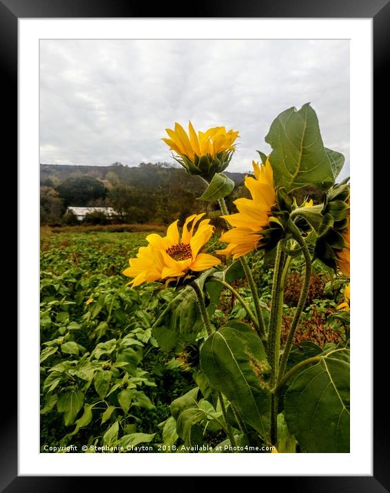 Sunflowers Framed Mounted Print by Stephanie Clayton