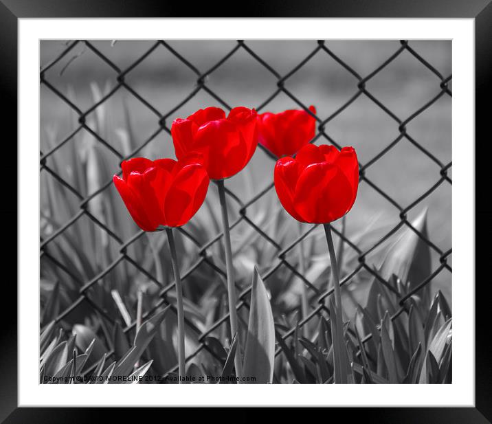 RED TULIPS Framed Mounted Print by David Moreline