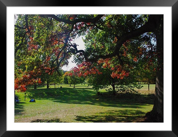 Autumn Colours Framed Mounted Print by David Moreline