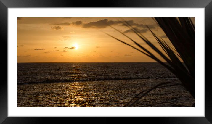 Palmtree Sunset Framed Mounted Print by Ian Cocklin