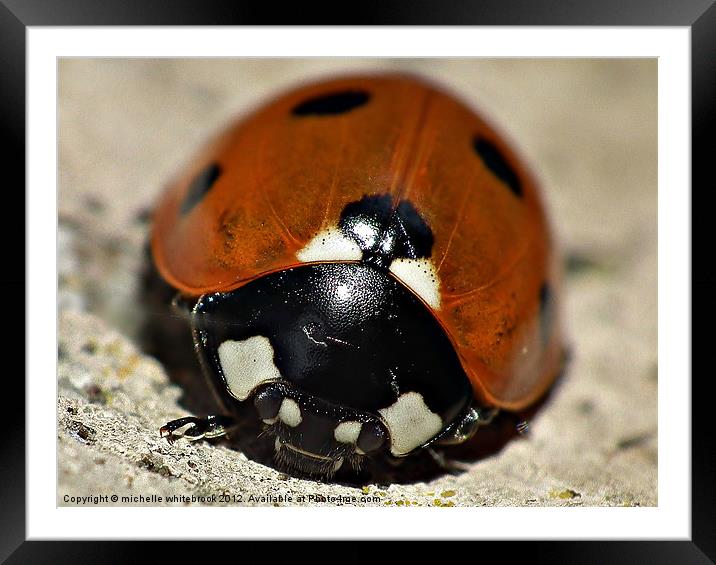 Ladybird with a Beard Framed Mounted Print by michelle whitebrook