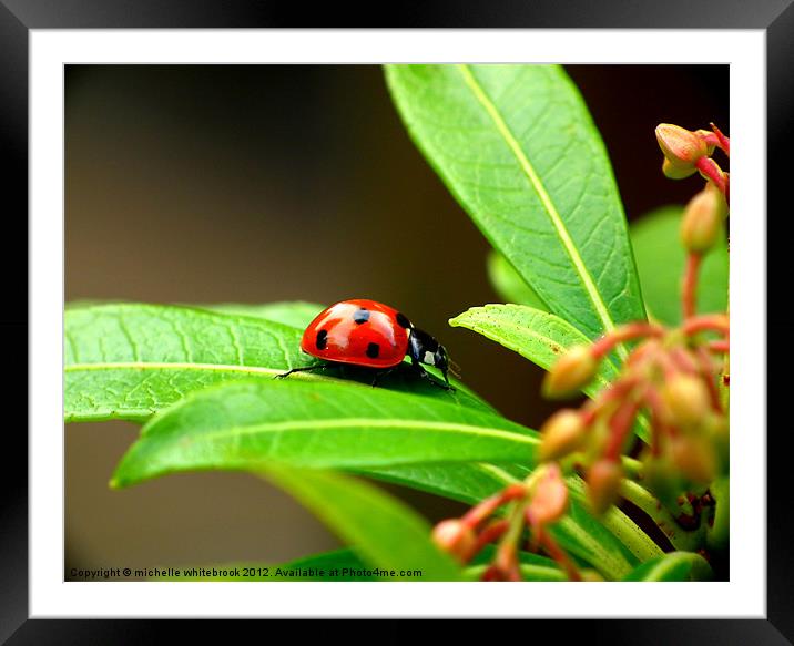 Seven spotted ladybird Framed Mounted Print by michelle whitebrook