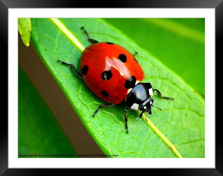 Ladybird Ladybird Framed Mounted Print by michelle whitebrook