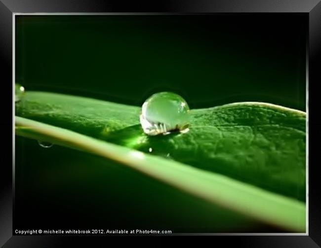 Flower in a raindrop Framed Print by michelle whitebrook