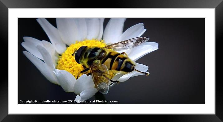 Another hoverfly Framed Mounted Print by michelle whitebrook