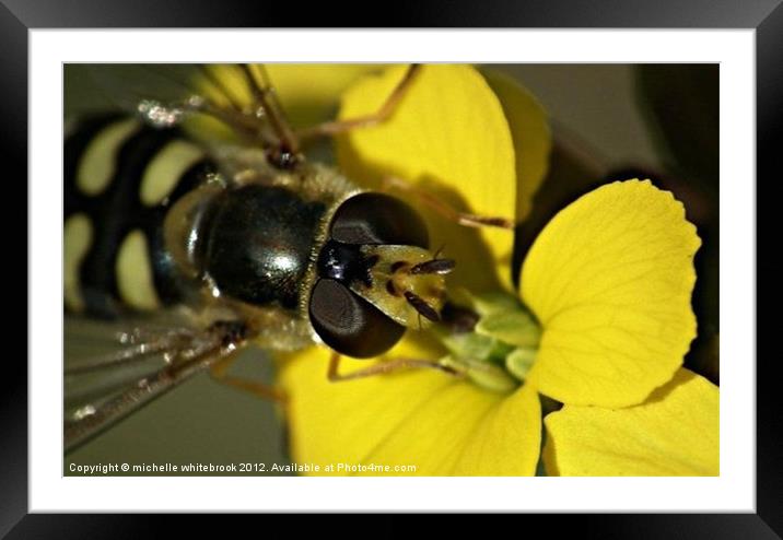 Hover fly on a flower Framed Mounted Print by michelle whitebrook