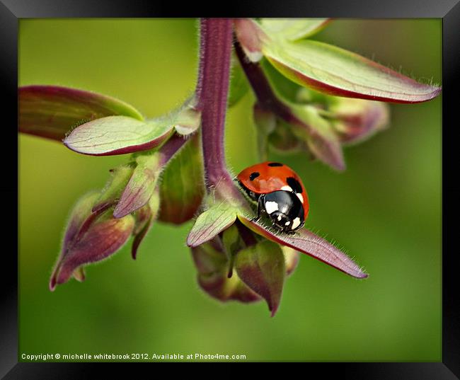 Seven spotted ladybird 4 Framed Print by michelle whitebrook