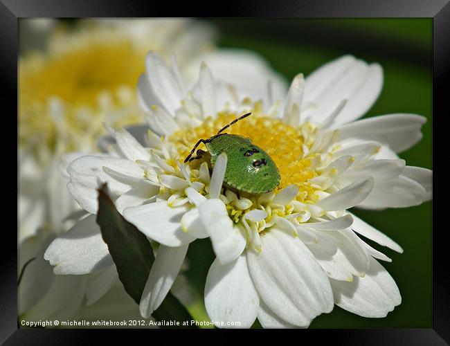 Shield Bug Framed Print by michelle whitebrook