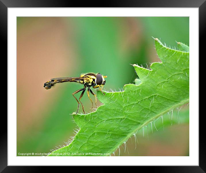 Hover fly 3 Framed Mounted Print by michelle whitebrook
