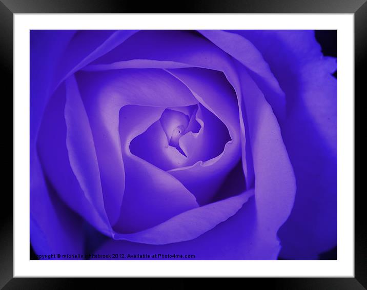 Blue Soft Rose Framed Mounted Print by michelle whitebrook