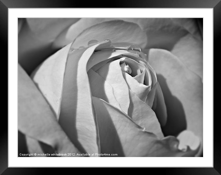 B/W ROSE Framed Mounted Print by michelle whitebrook