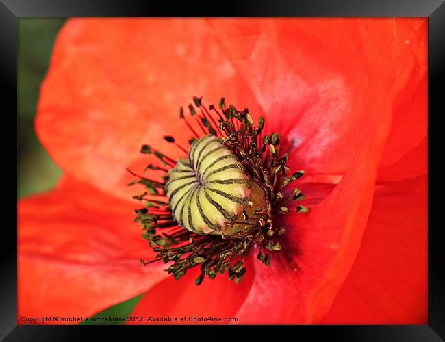 Poppy Love... Framed Print by michelle whitebrook