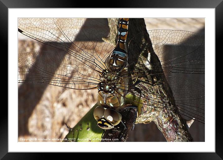 Nature Framed Mounted Print by michelle whitebrook