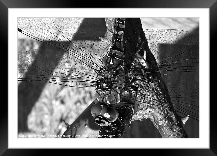 Dragonfly B/W Framed Mounted Print by michelle whitebrook