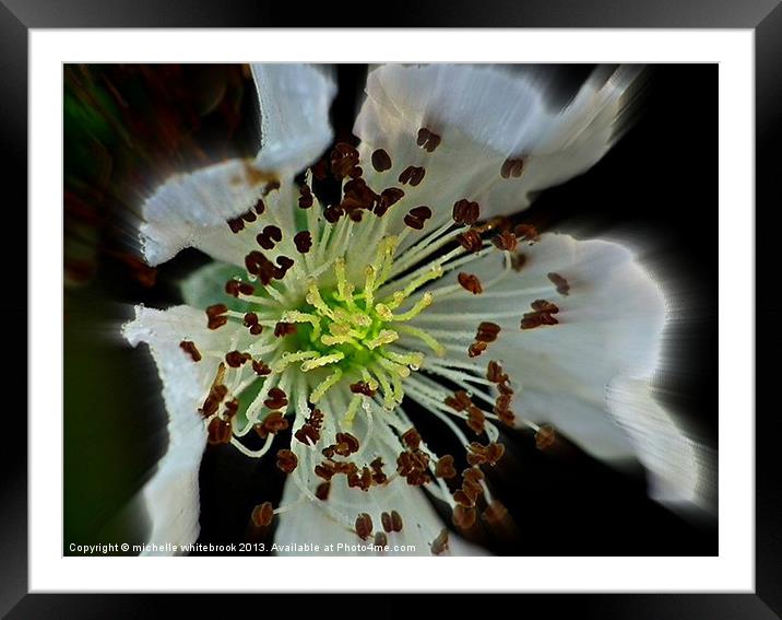 Soft Flower 8 Framed Mounted Print by michelle whitebrook