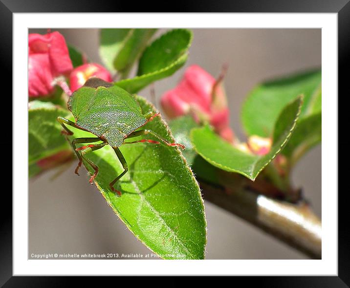 Shield bug Framed Mounted Print by michelle whitebrook
