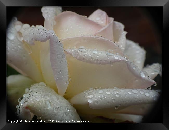 Rain and Roses Framed Print by michelle whitebrook