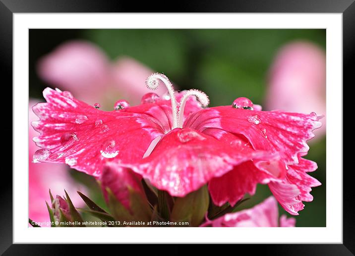 Raindrops 5 Framed Mounted Print by michelle whitebrook
