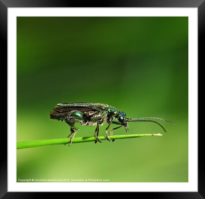 Bugs Framed Mounted Print by michelle whitebrook