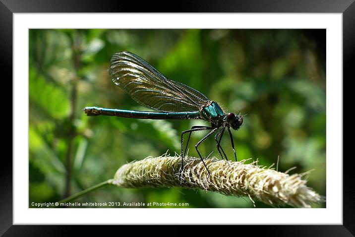 Pretty Dragon fly Framed Mounted Print by michelle whitebrook