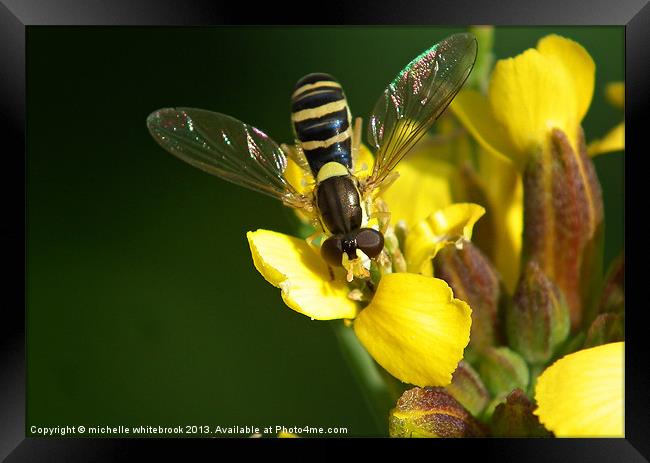 hover fly Framed Print by michelle whitebrook