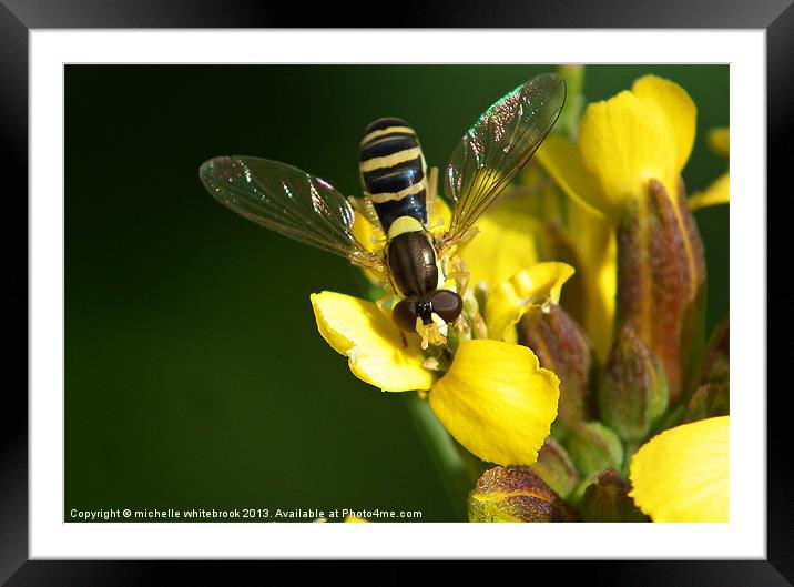 hover fly Framed Mounted Print by michelle whitebrook