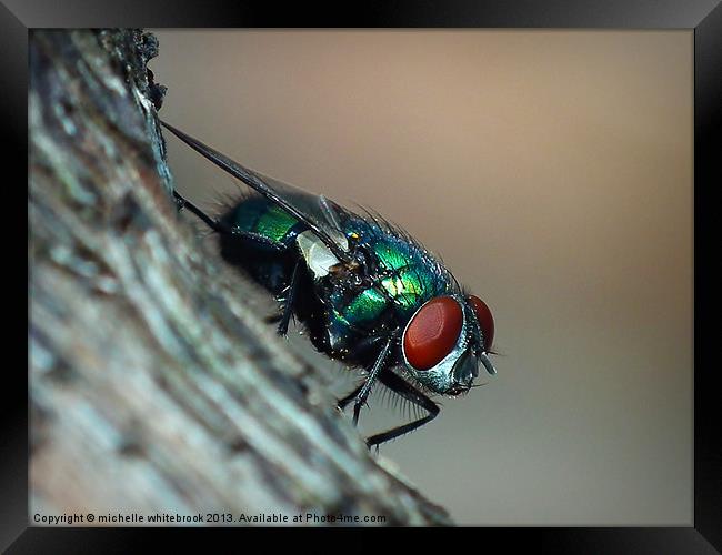 Common Fly Framed Print by michelle whitebrook