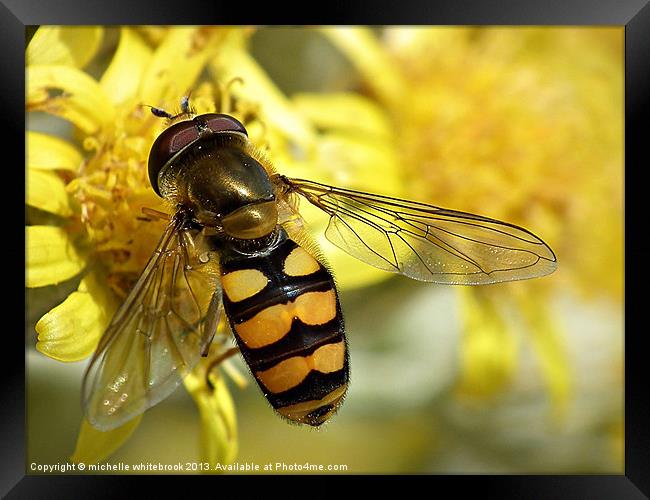 Hover fly resting Framed Print by michelle whitebrook