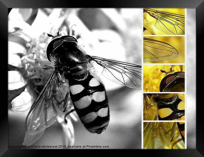 Hover fly multi Framed Print by michelle whitebrook