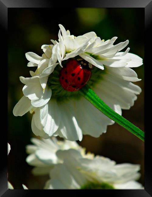 Ladybird In Hiding Framed Print by michelle whitebrook