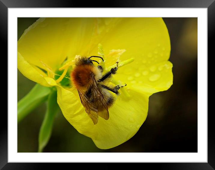 Little Bee Framed Mounted Print by michelle whitebrook
