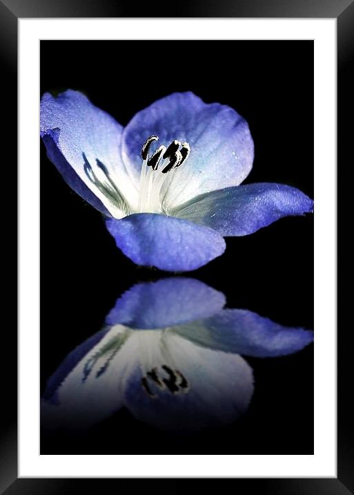 Simple Beauty Framed Mounted Print by michelle whitebrook