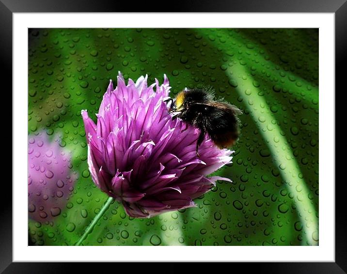 Busy At Work Framed Mounted Print by michelle whitebrook