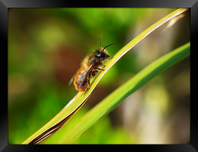 Baby bug Framed Print by michelle whitebrook