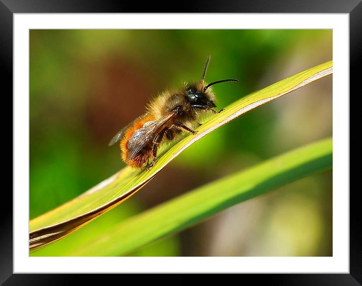 Baby Bug 2 Framed Mounted Print by michelle whitebrook