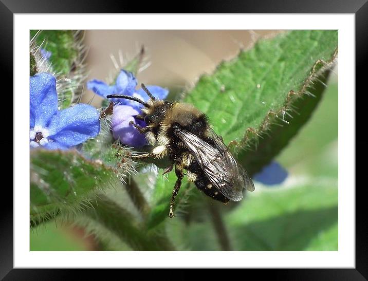 Bumble Bliss Framed Mounted Print by michelle whitebrook