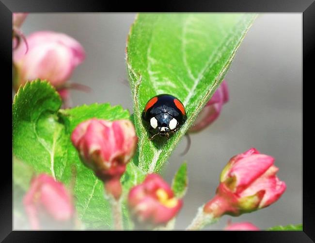 2 Spot Ladybird Framed Print by michelle whitebrook