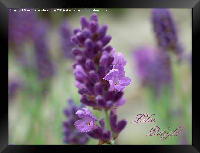 Lilac Delight Framed Print by michelle whitebrook