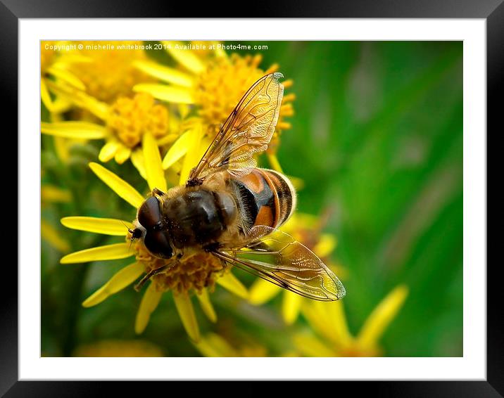 Pollen theif  Framed Mounted Print by michelle whitebrook