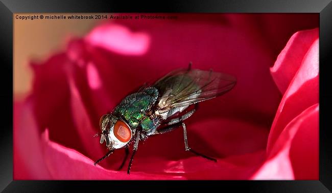  Fly 2 Framed Print by michelle whitebrook