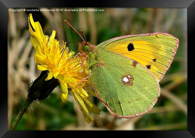  Butterfly Framed Print by michelle whitebrook